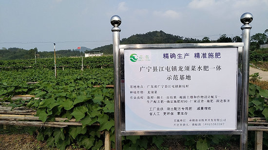 广宁江屯镇龙须菜基地